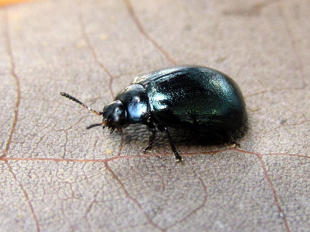 Linaeidea aenea, Chrysomelidae